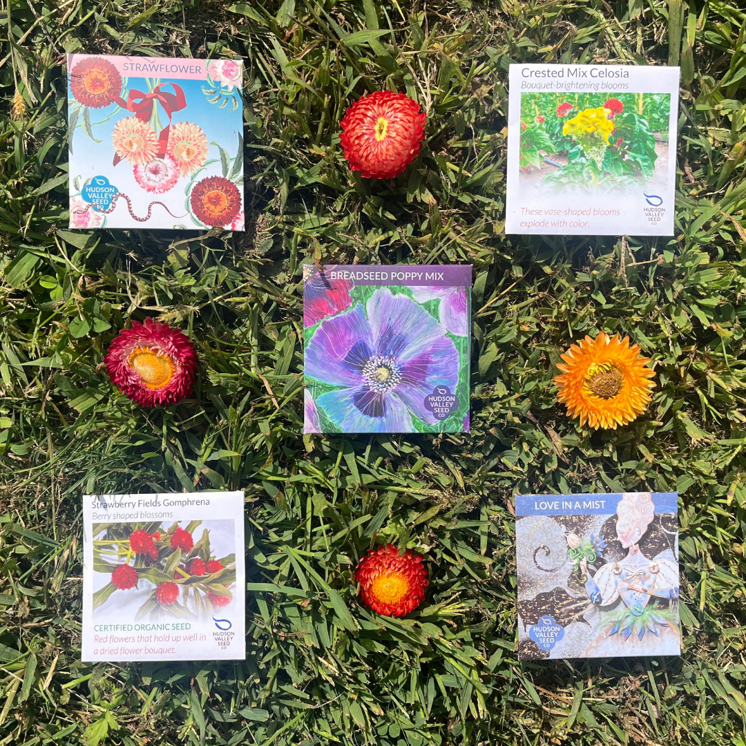 dried flower seeds Dried Flower Seed Set