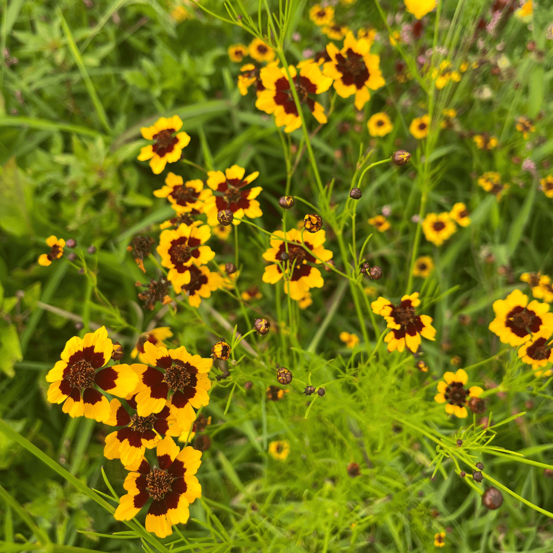 plant coreopsis seeds Dyer's Coreopsis Seeds 200 Seeds