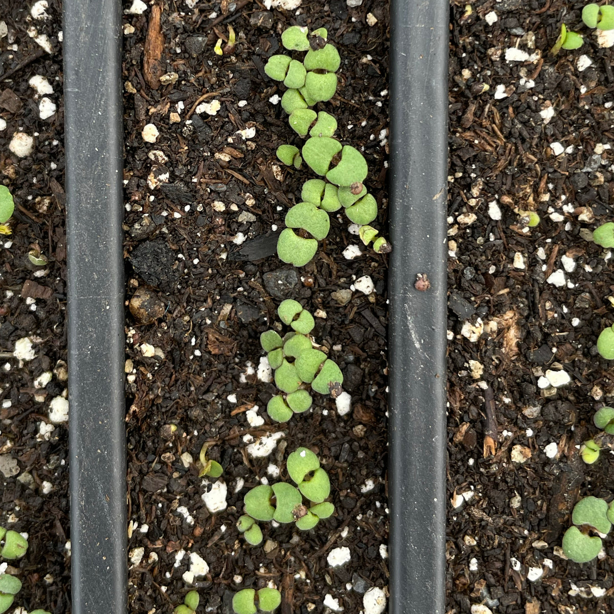 English Thyme Seedlings