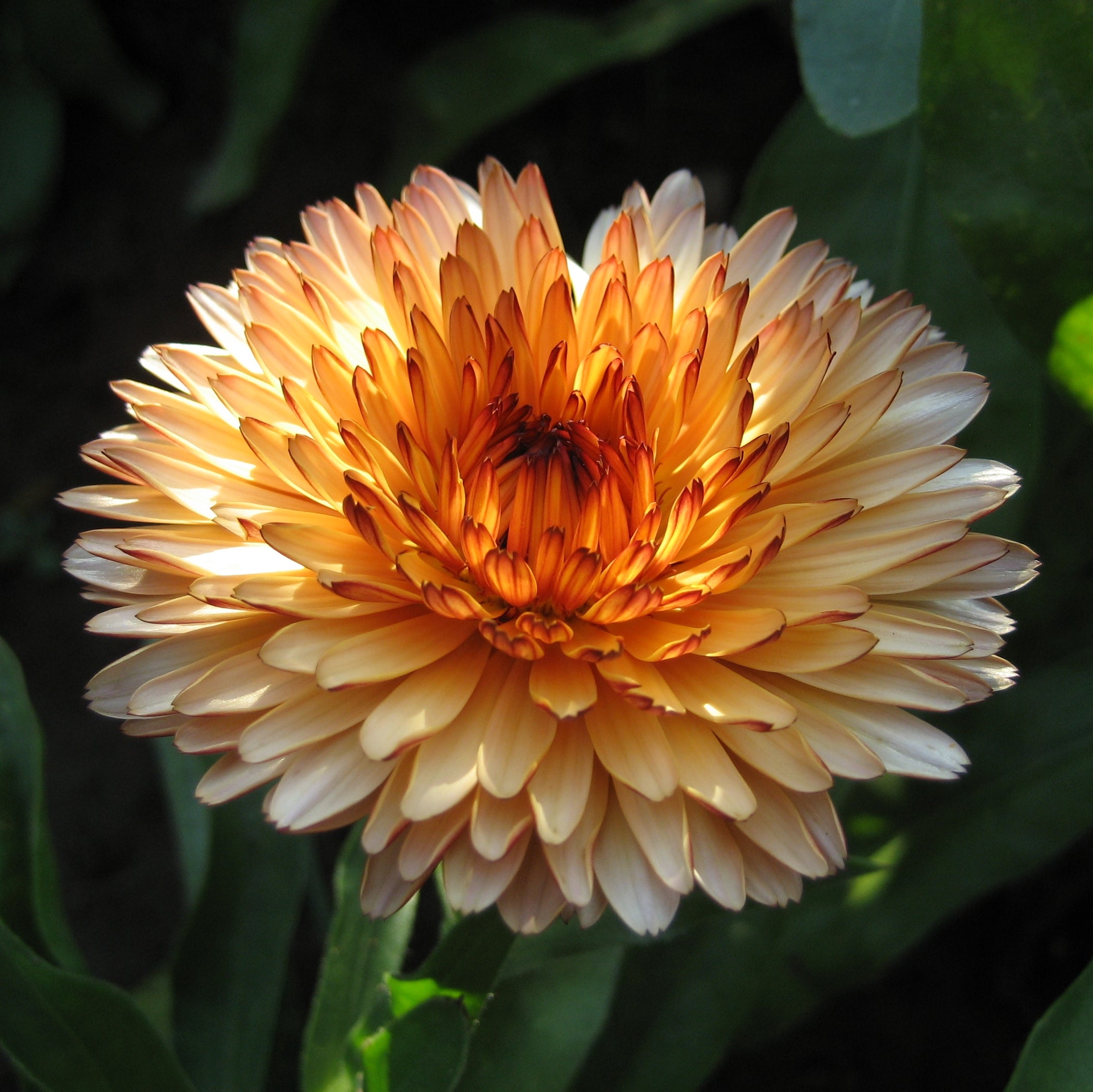 Flashback Calendula Mix