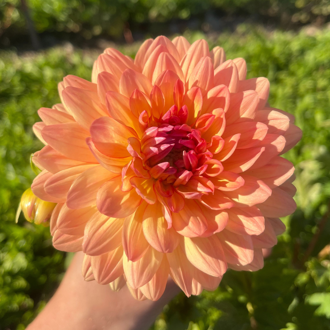 Gabrielle Marie Dahlia