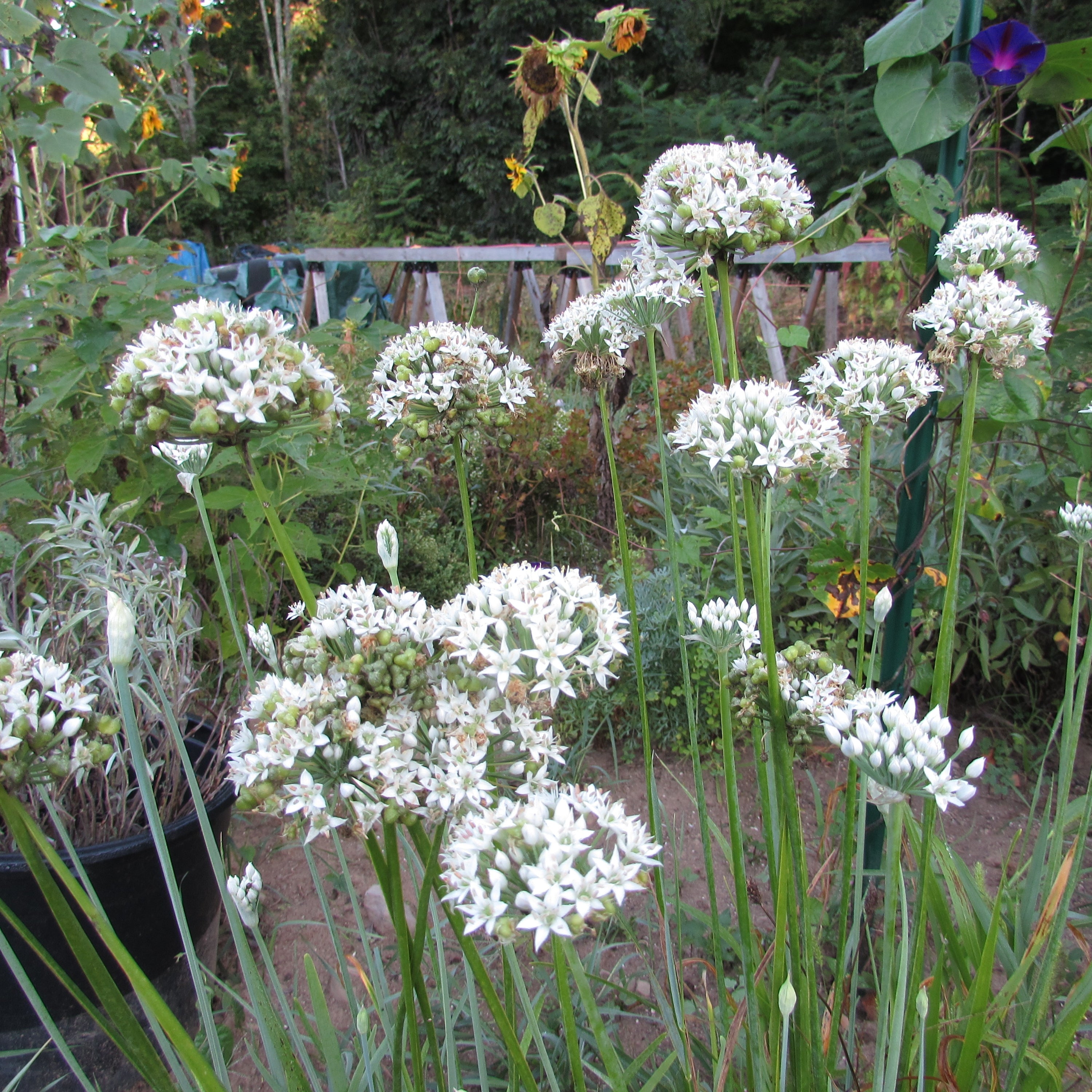 Garlic Chives