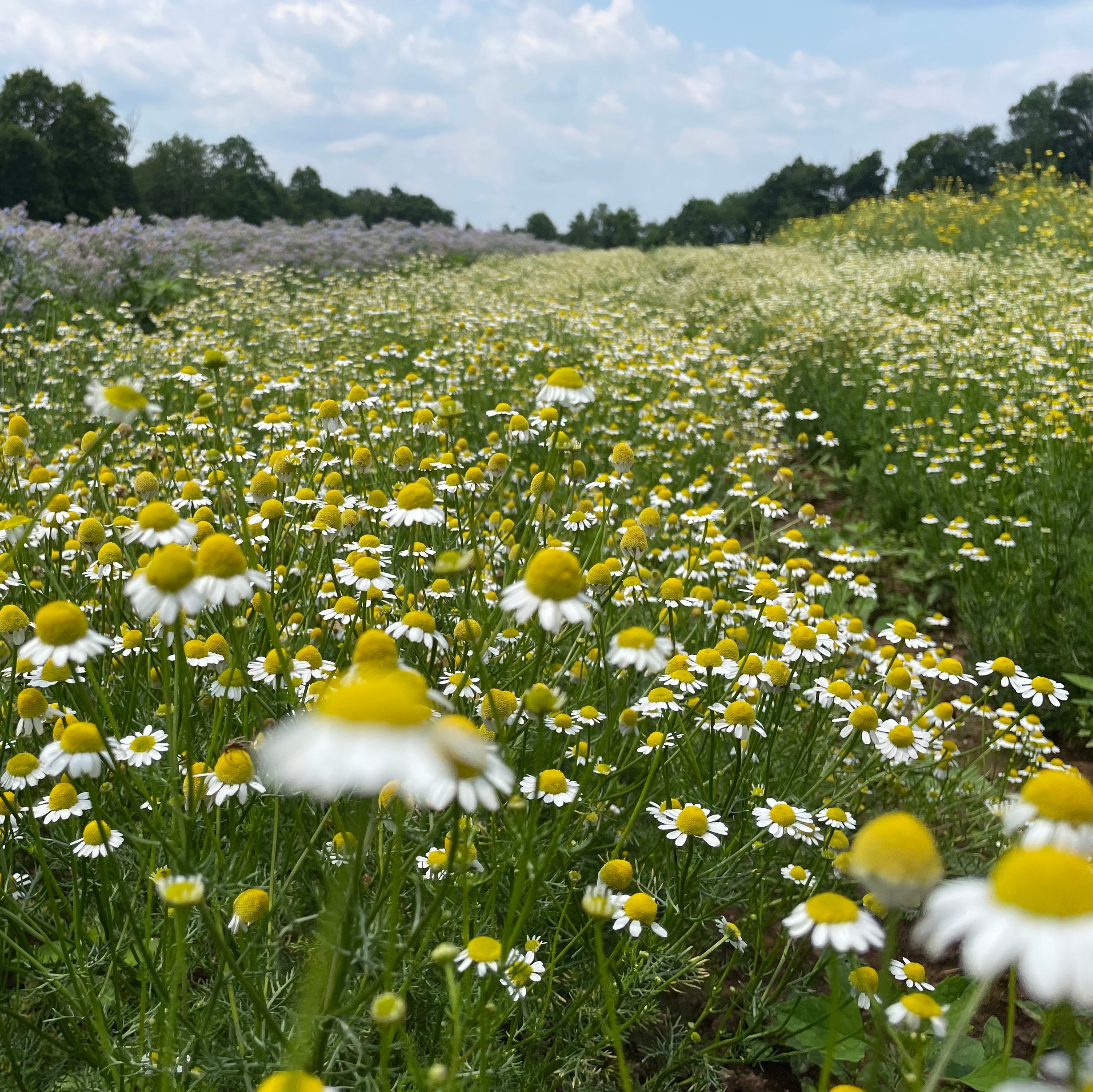 German Chamomile