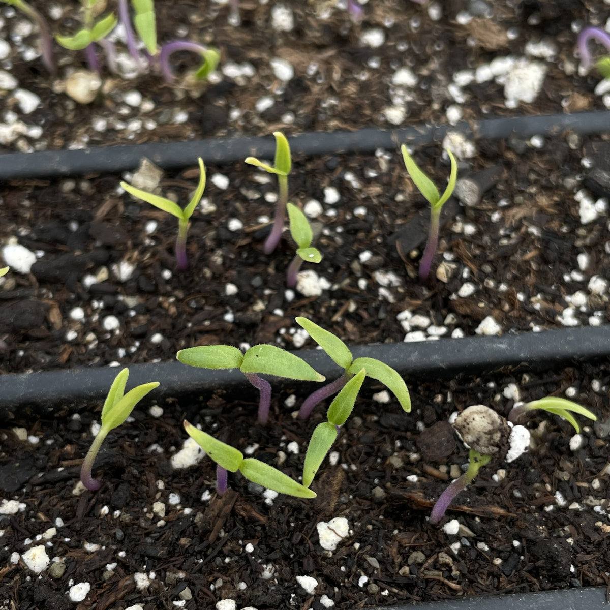 Ghost Pepper Seedlings