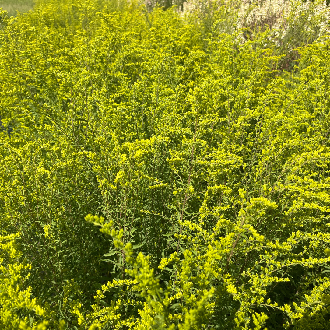 Grey Goldenrod - PollinateHV Local Ecotype