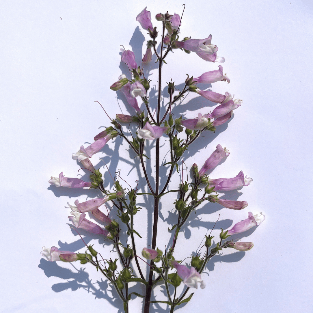 Hairy Beardongue - PollinateHV Local Ecotype