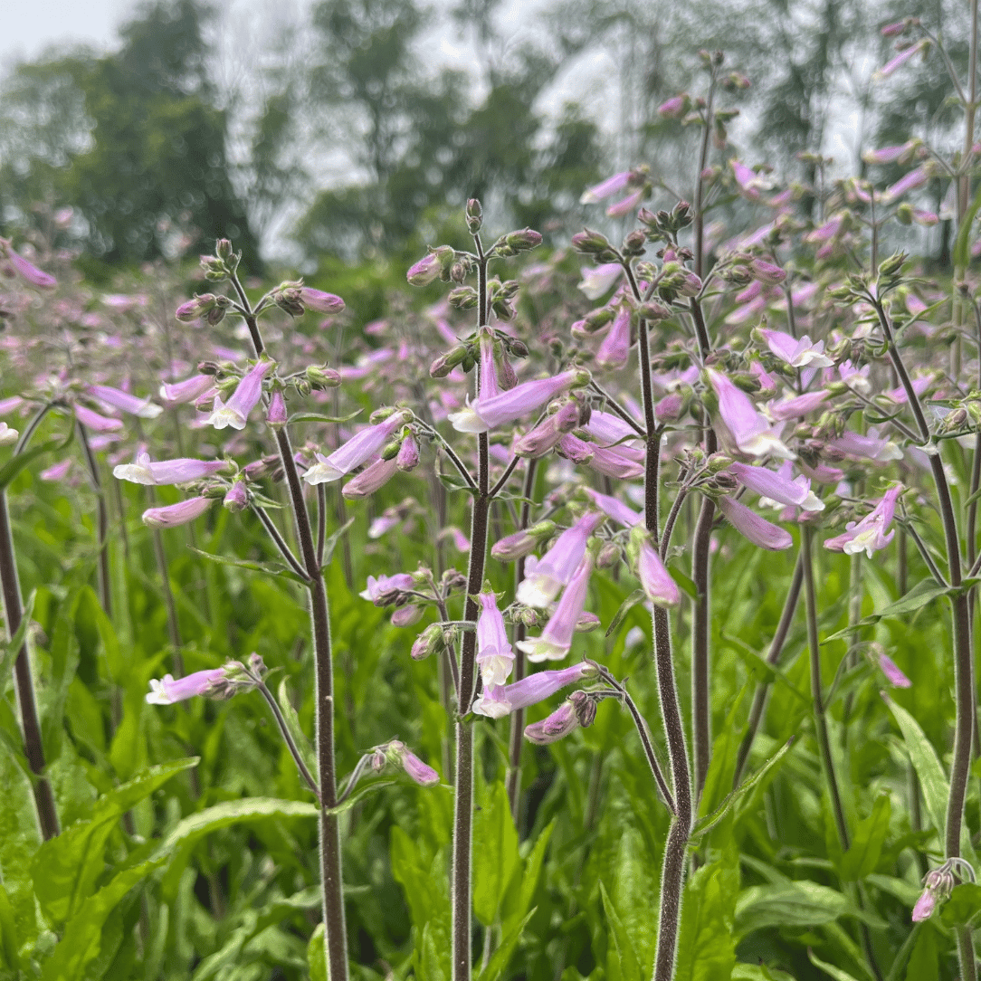 hairy plant Hairy Beardtongue - PollinateHV Local Ecotype