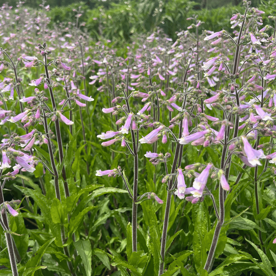 Hairy Beardtongue - PollinateHV Local Ecotype