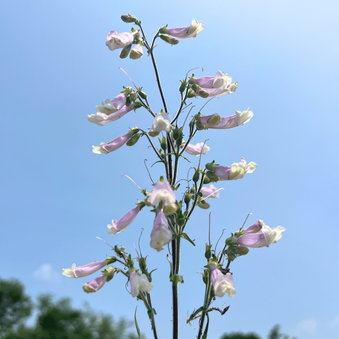 Hairy Beardtongue - PollinateHV Local Ecotype