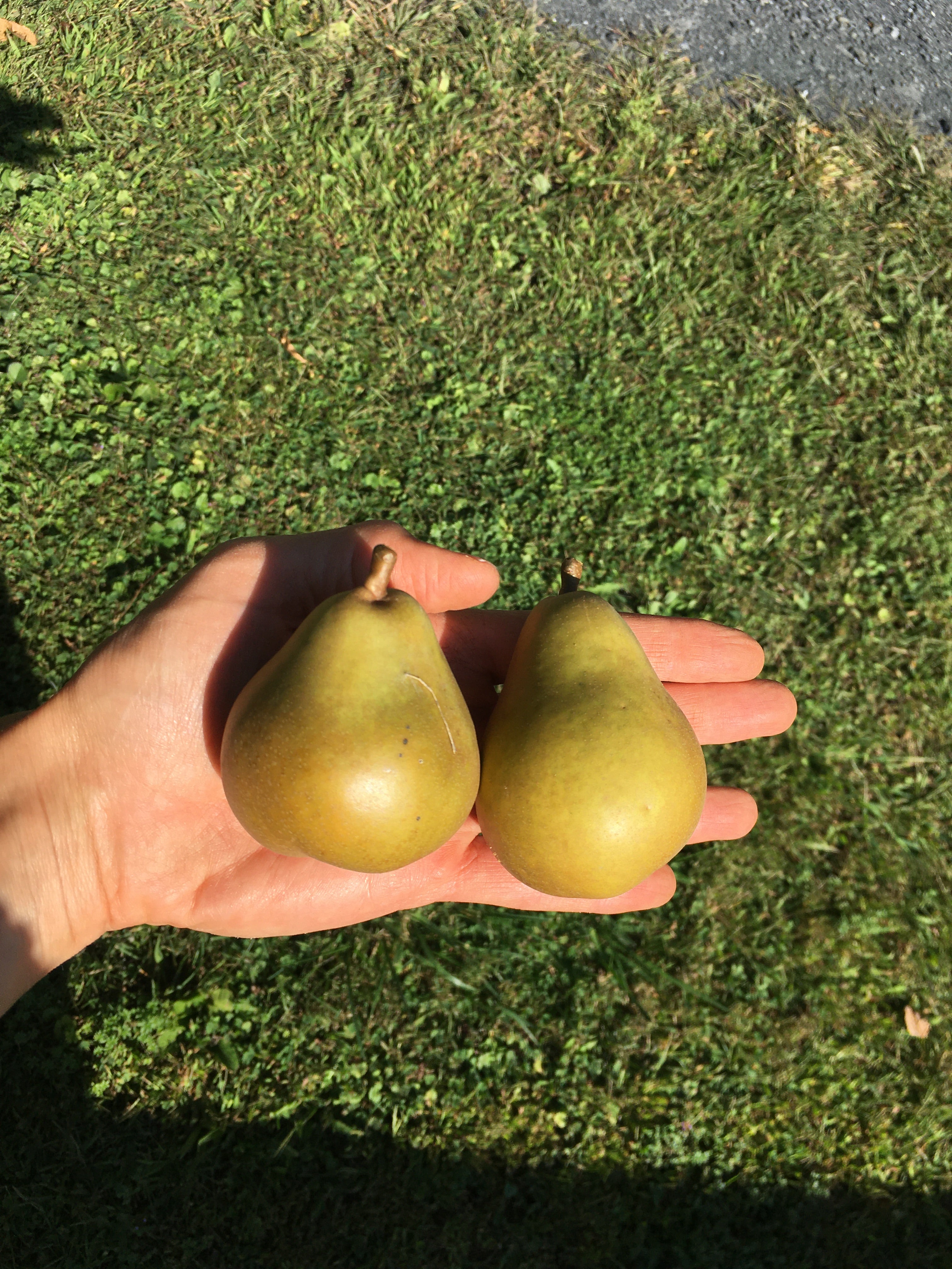 Honeysweet Pear Tree