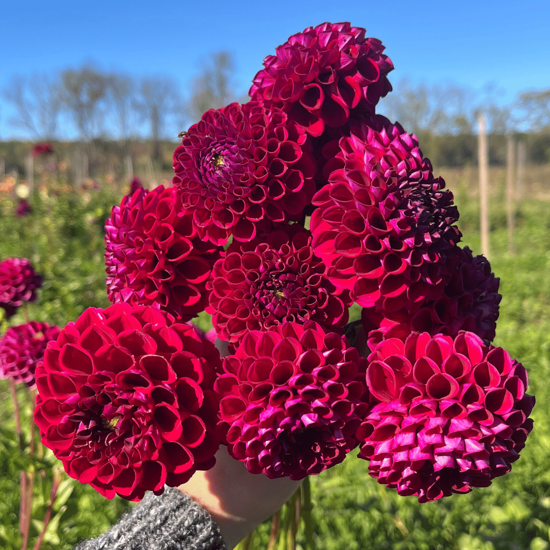 Ivanetti Dahlia Organic Tuber 6 tubers