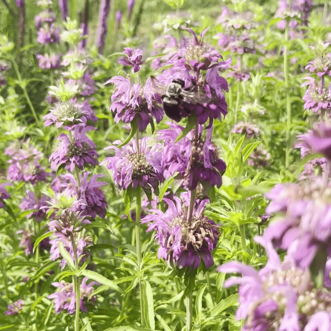 bergamot lavender plant Lemon Mint Bergamot Seedlings