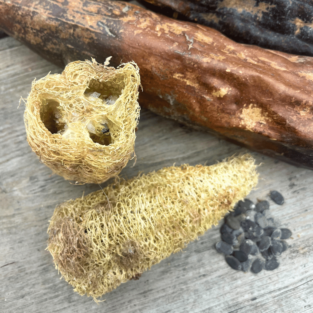 loofah plant seeds for sale Luffa Gourd