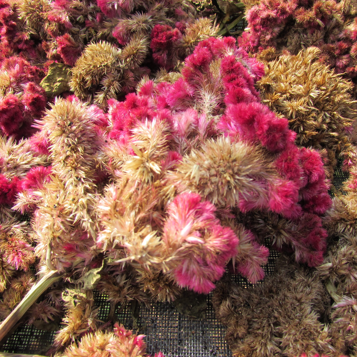 Mammoth Magenta Celosia Seedlings
