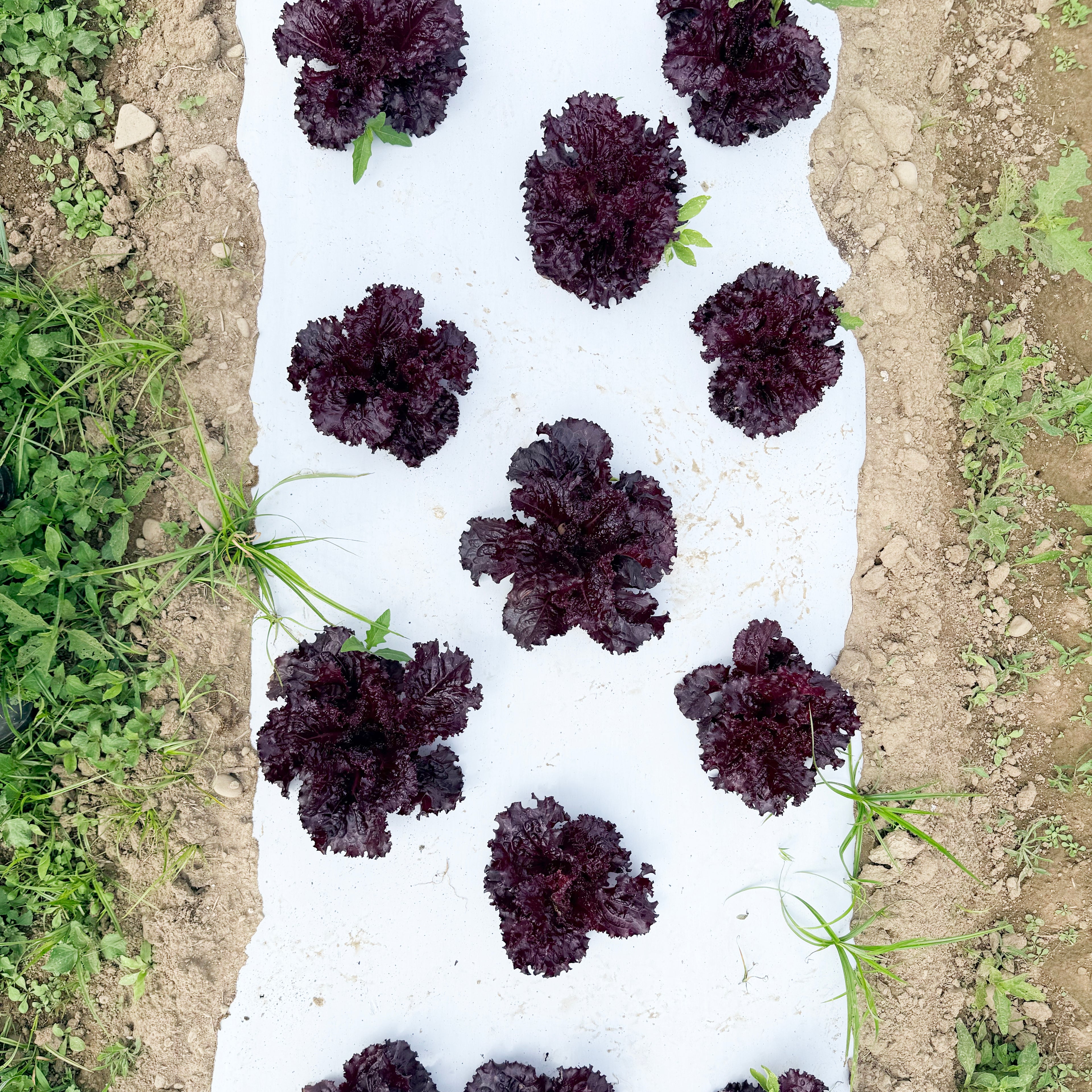 Merlot Lettuce