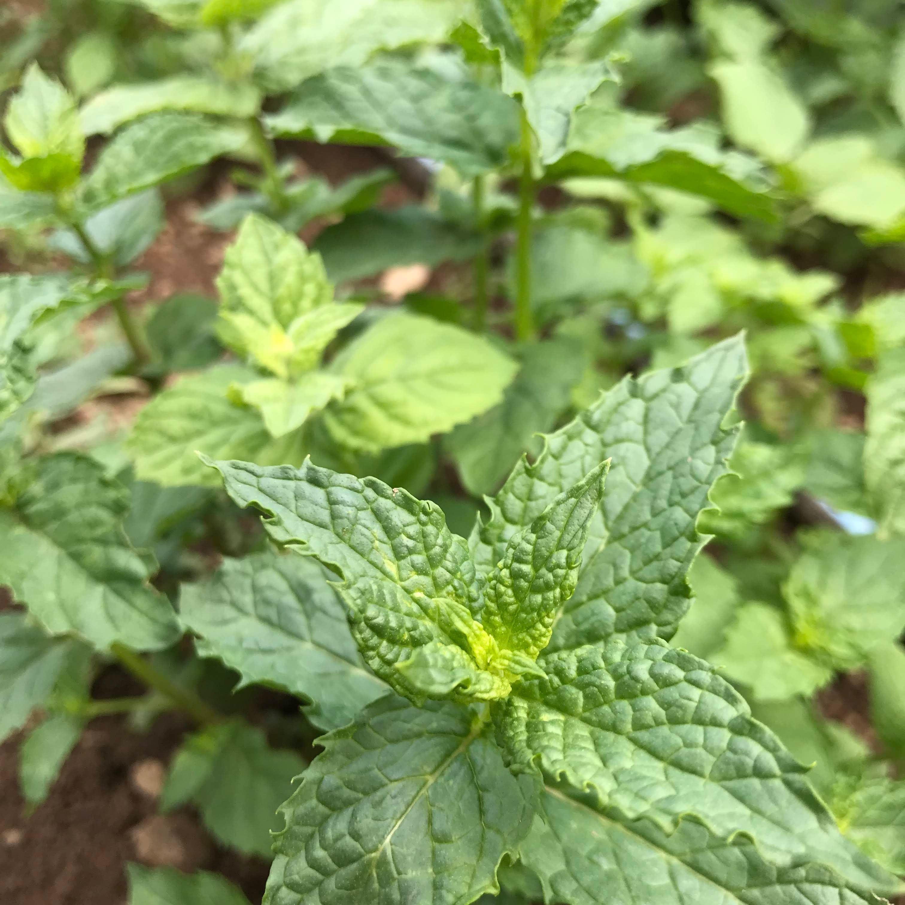Mint