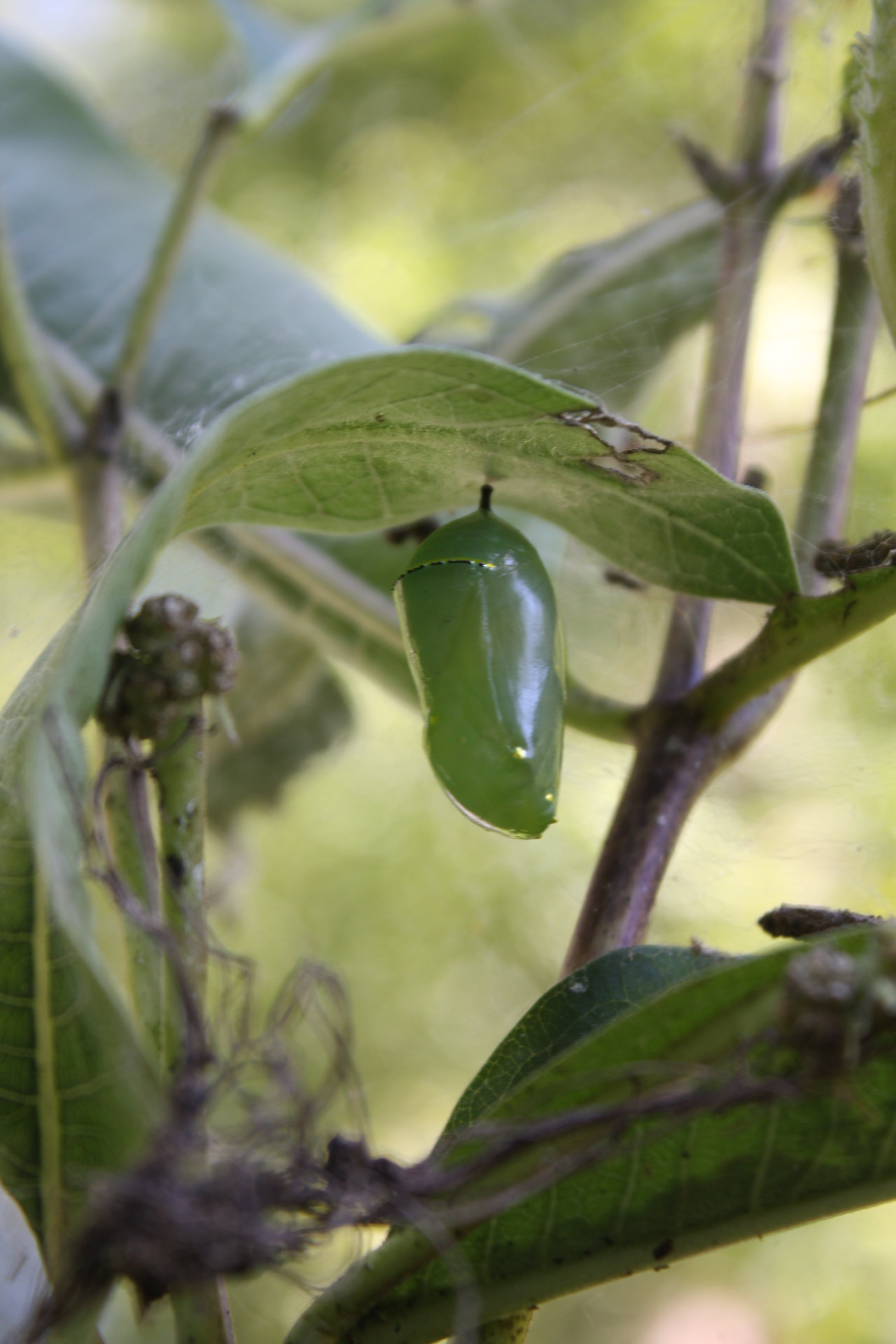 Milkweed Seedlings