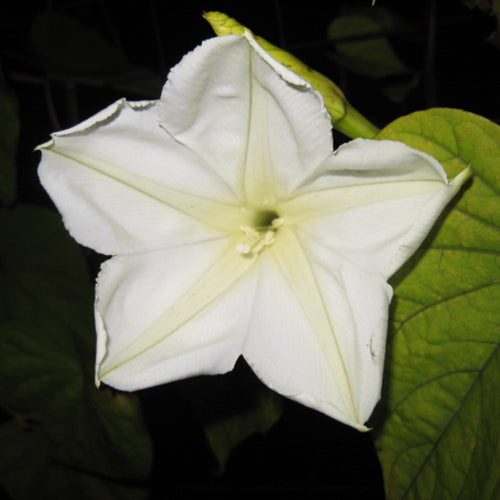 Moonflower