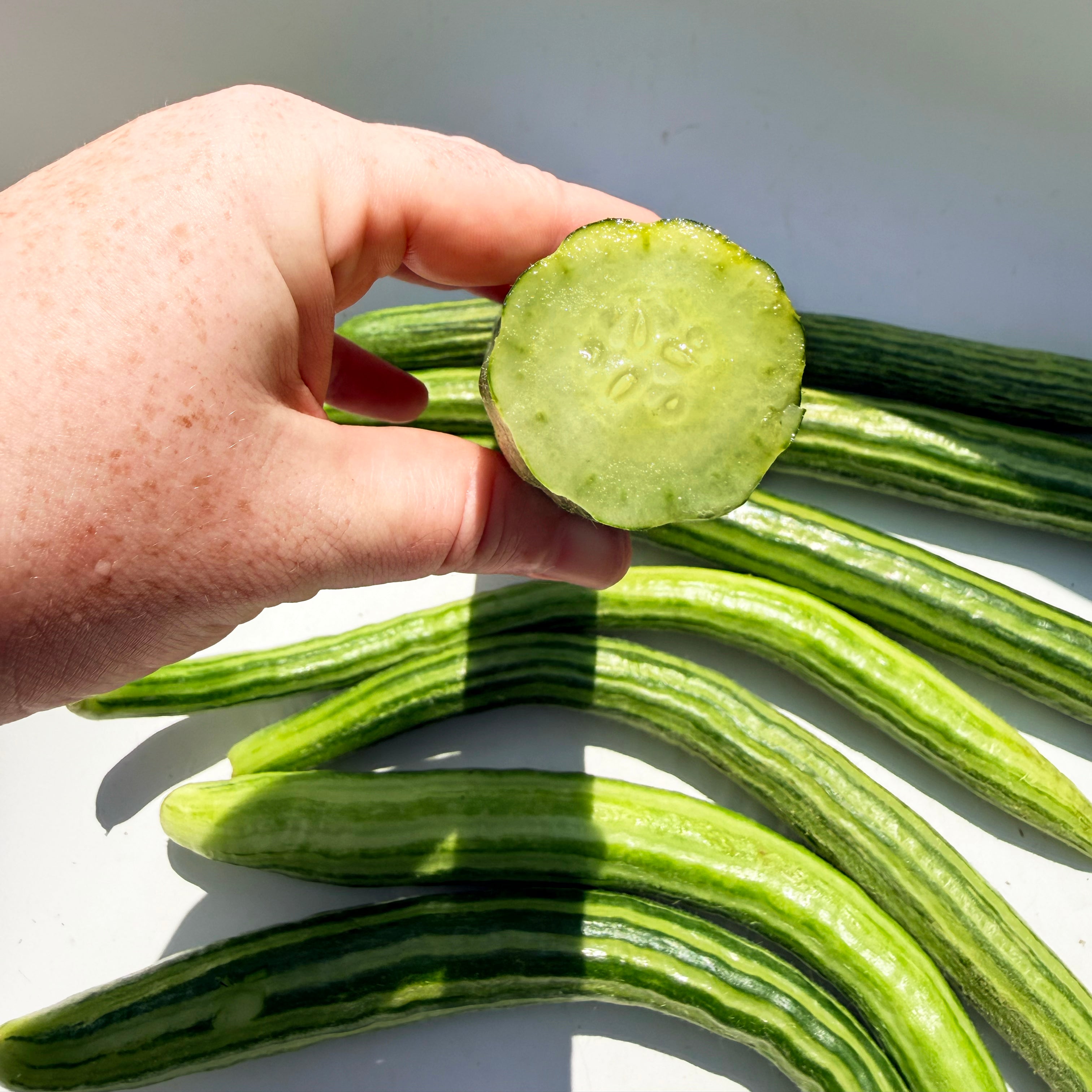 Painted Serpent Cucumber
