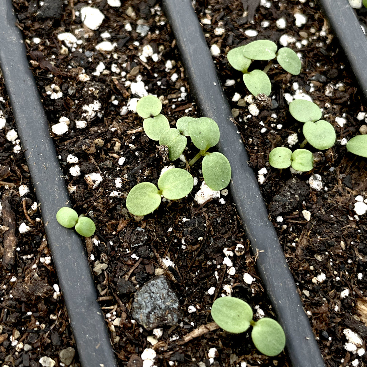 Pansy Mix Seedlings