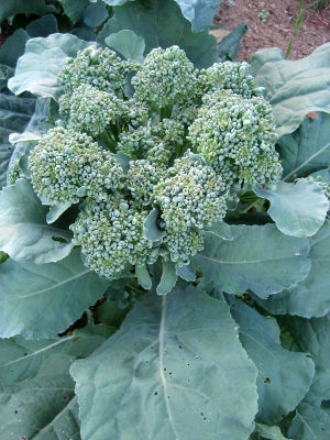 Piracicaba Broccoli