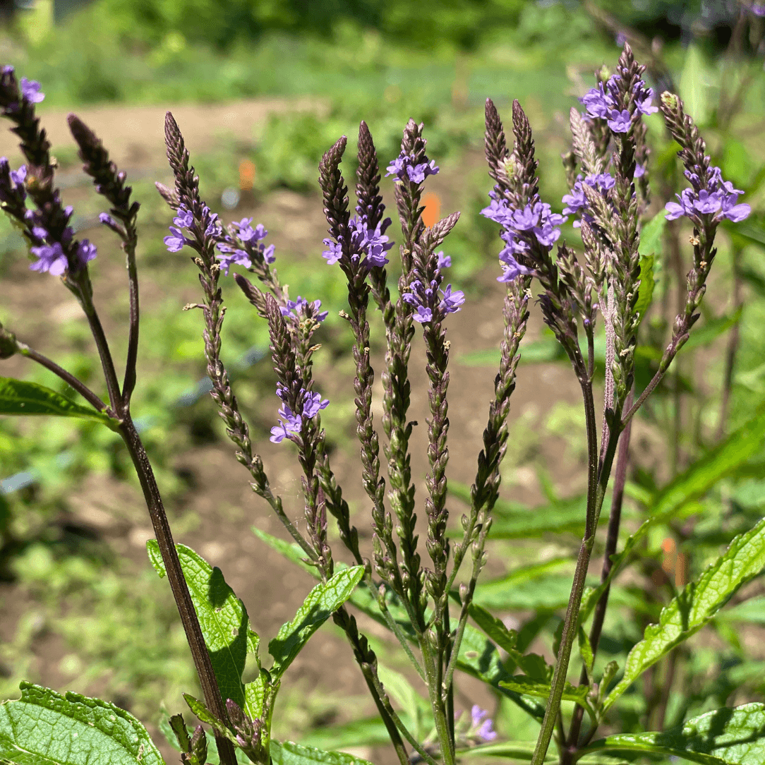 Blue Vervain - PollinateHV Local Ecotype