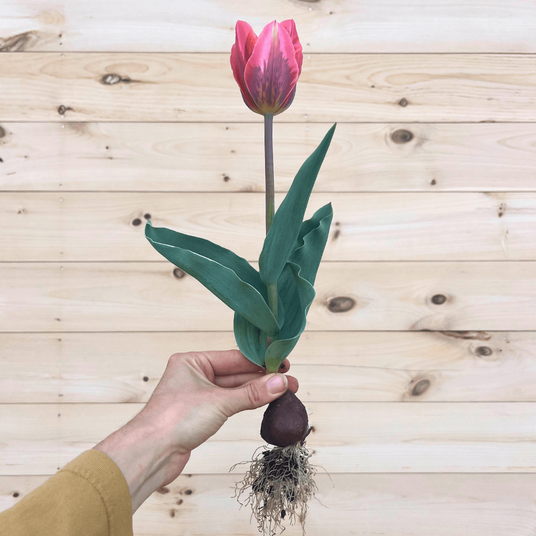 Tulip &