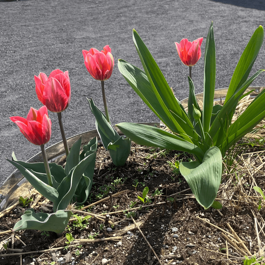 Tulip &