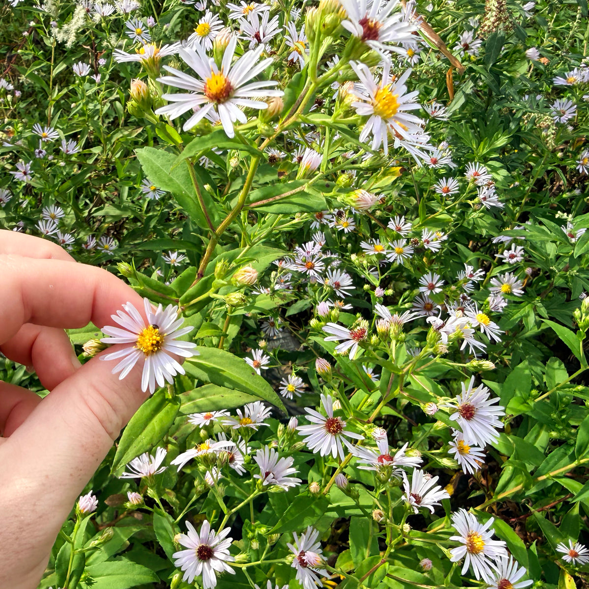 Purple-stemmed aster flower from Hudson Valley Seed Co., showcasing vibrant purple petals and green foliage.