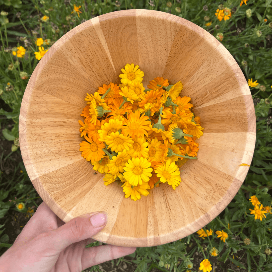 calendula succulent Resina Calendula Organic Seeds 50 Seeds / Organic