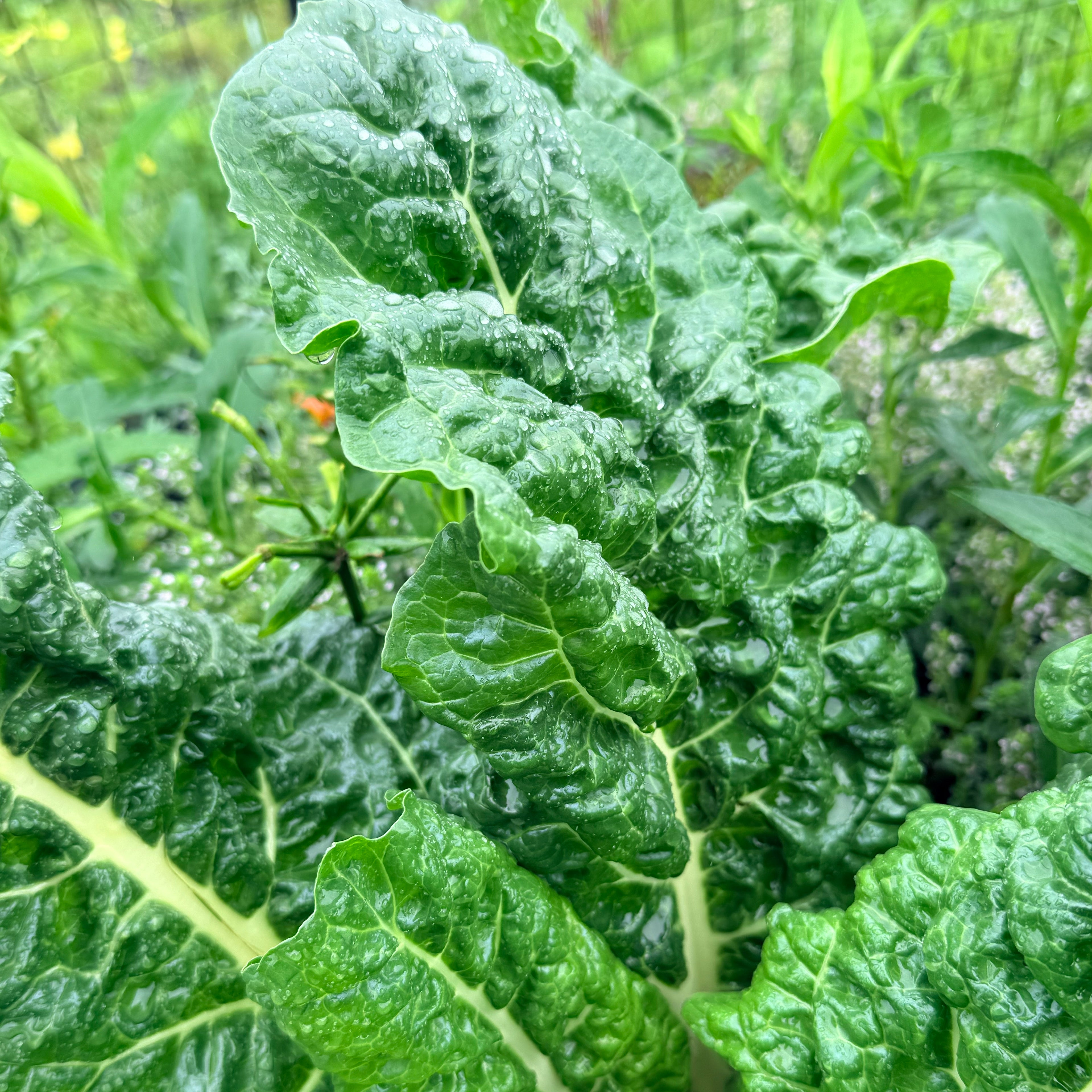 Silverado Chard
