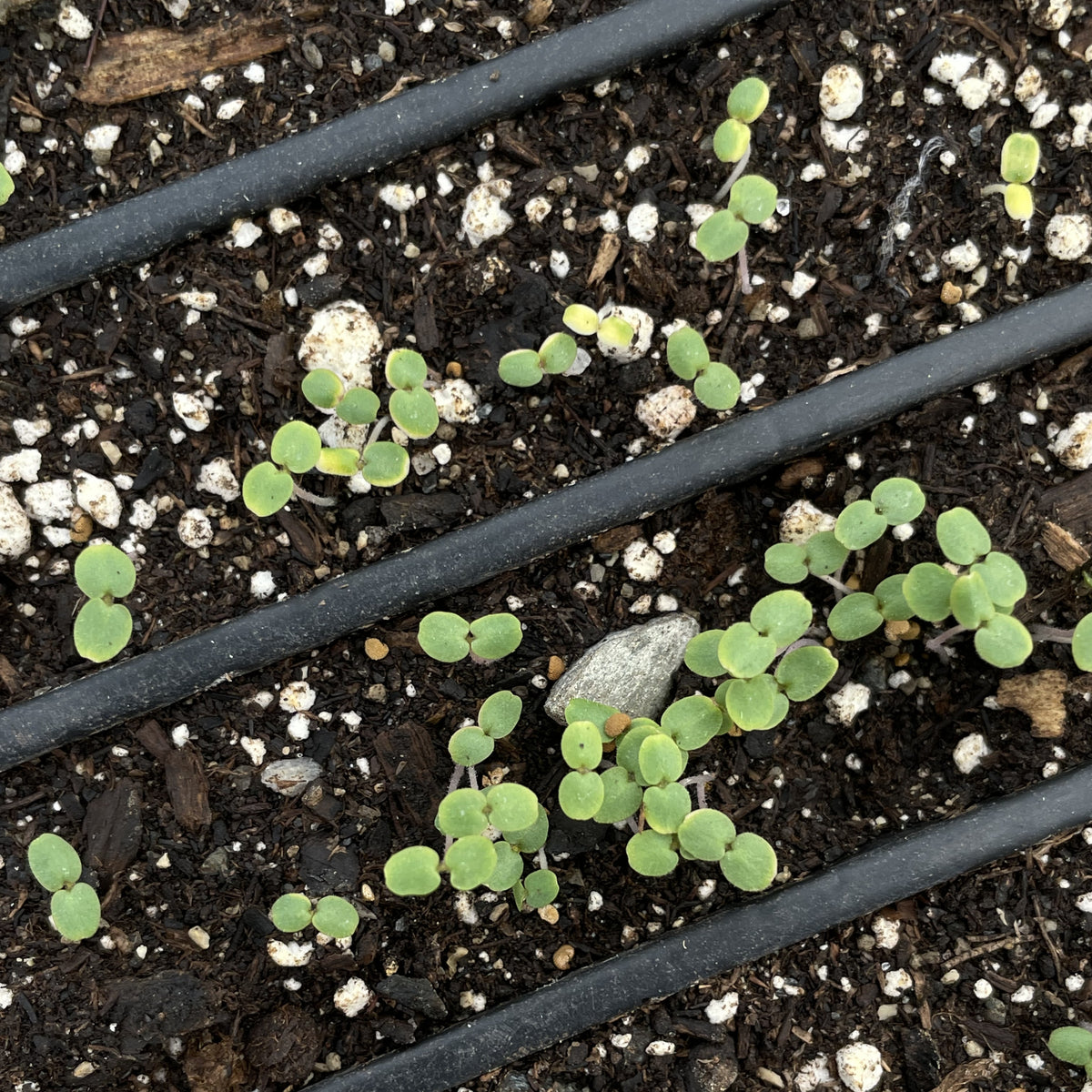 Mad Dog Skullcap Seedlings