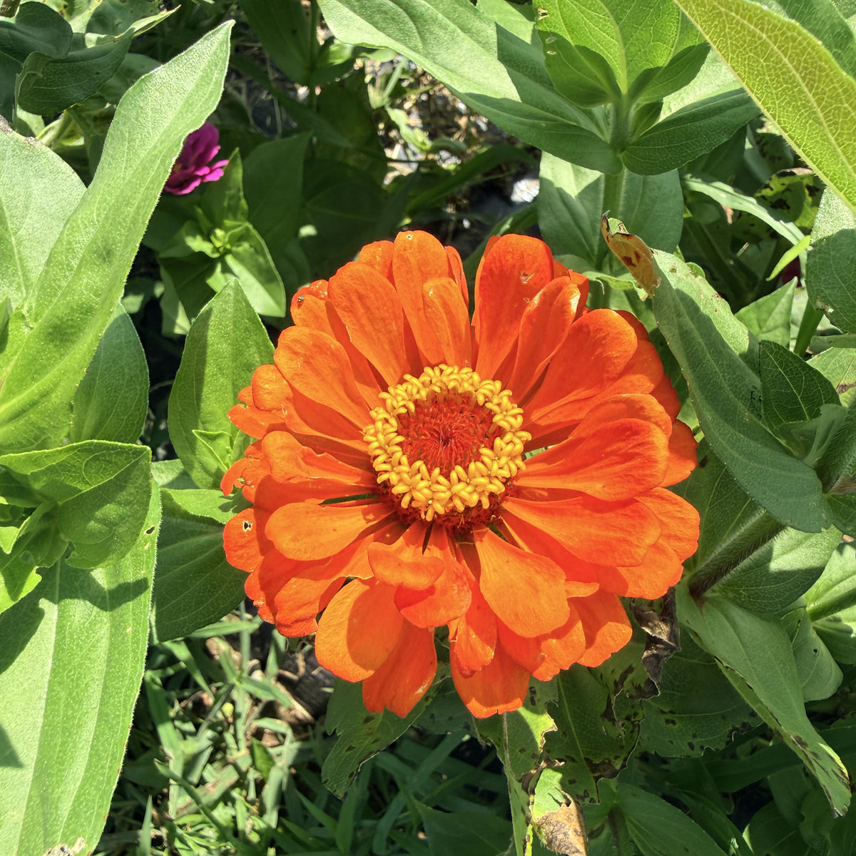 State Fair Zinnia Seedlings