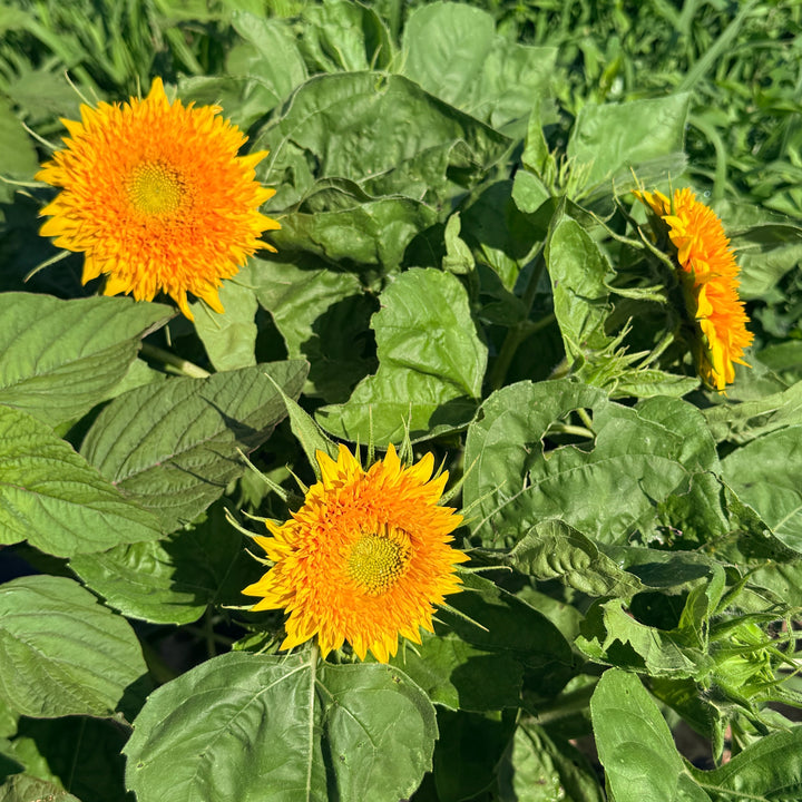 Teddy Bear Sunflower