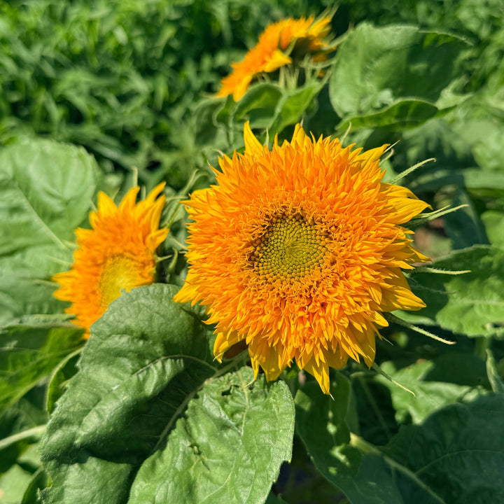 Teddy Bear Sunflower