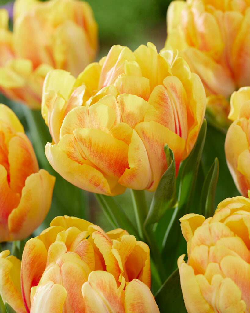 tulip様　ミンクファー　✳️350個 Tulip 'Foxy Foxtrot' | Hudson Valley Seed Company