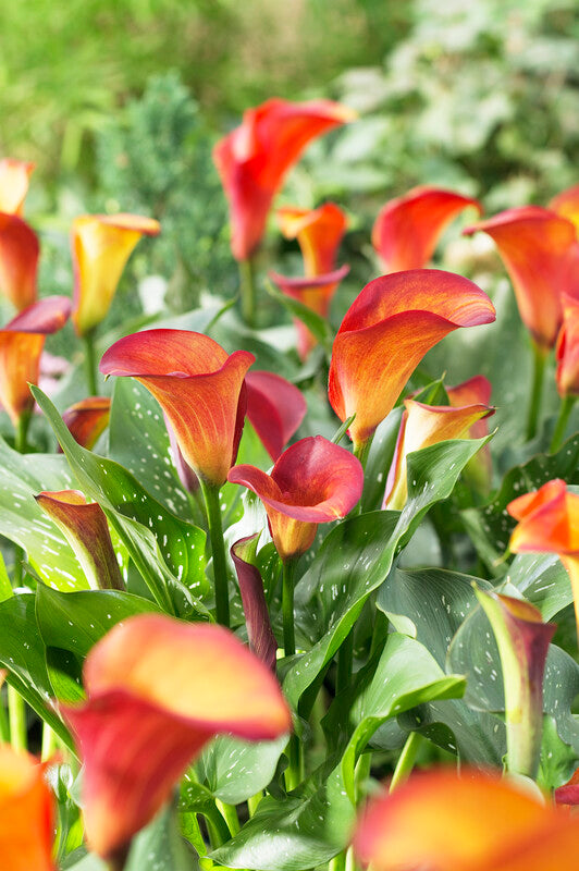 orange calla lily flower Flame Calla Lily