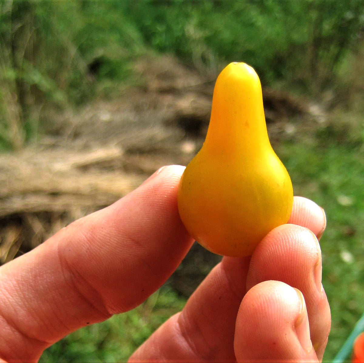 Yellow Pear Cherry Tomato