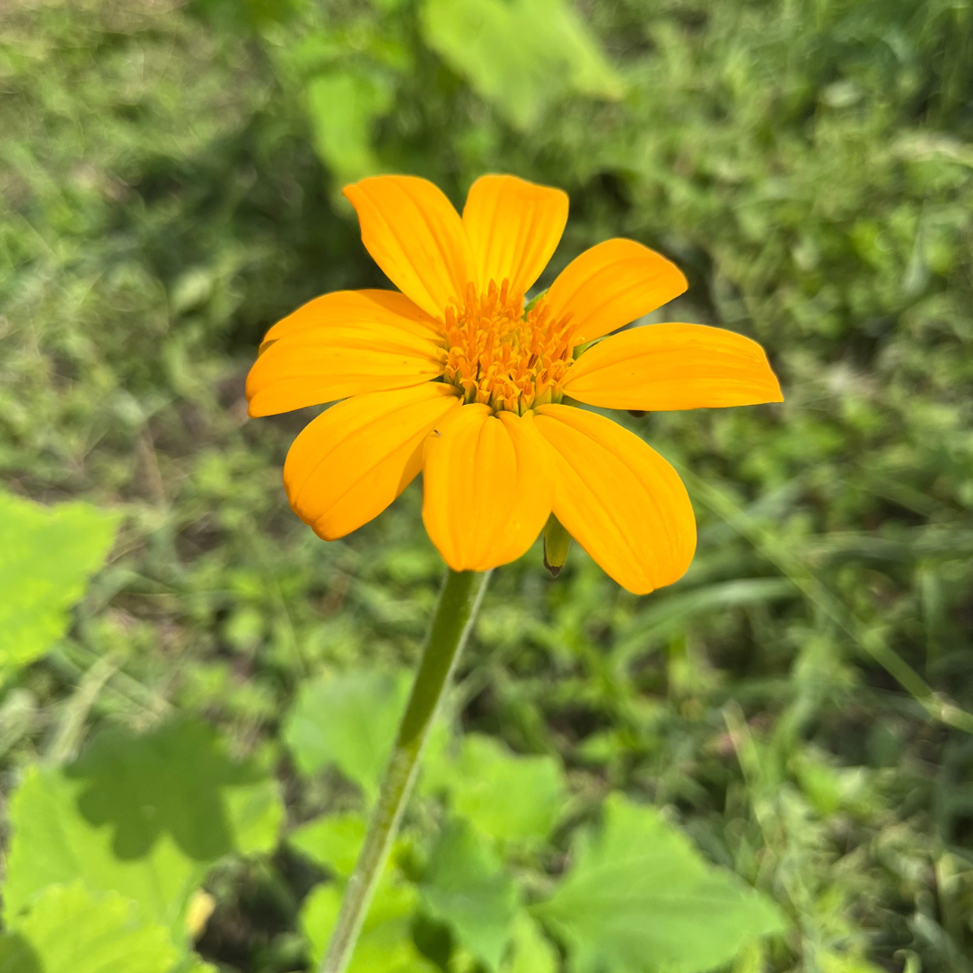Yellow Torch Tithonia