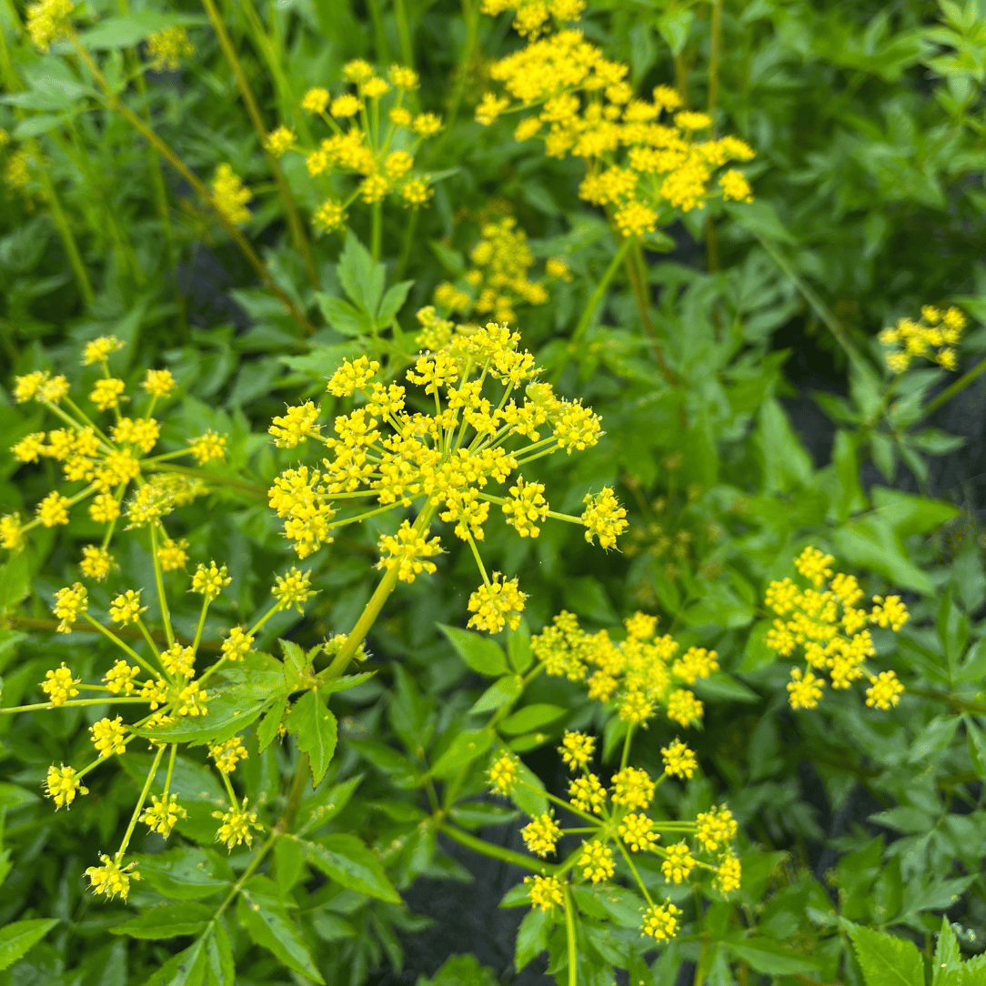 Golden Alexanders - PollinateHV Local Ecotype