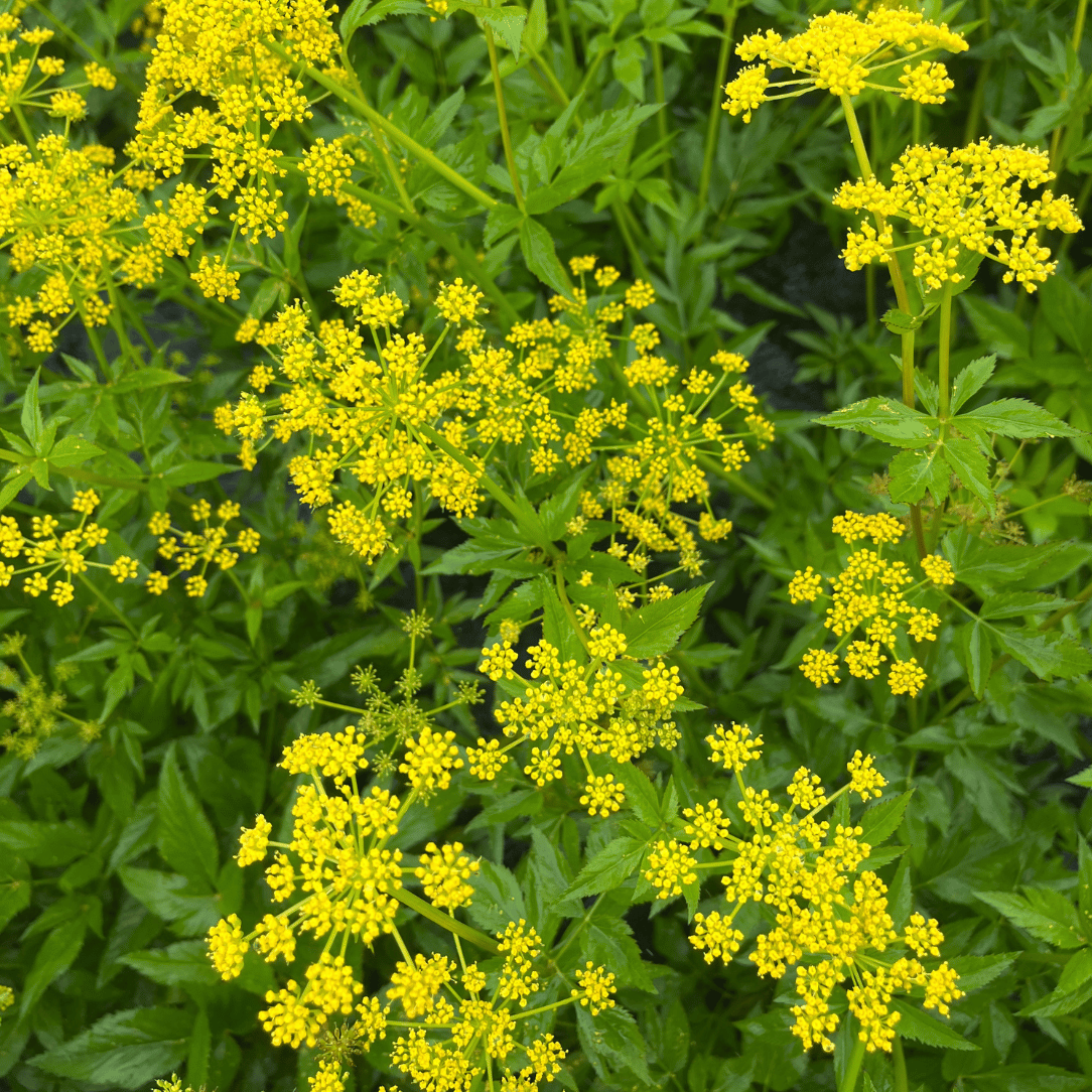 alexanders plant seeds Golden Alexanders - PollinateHV Local Ecotype