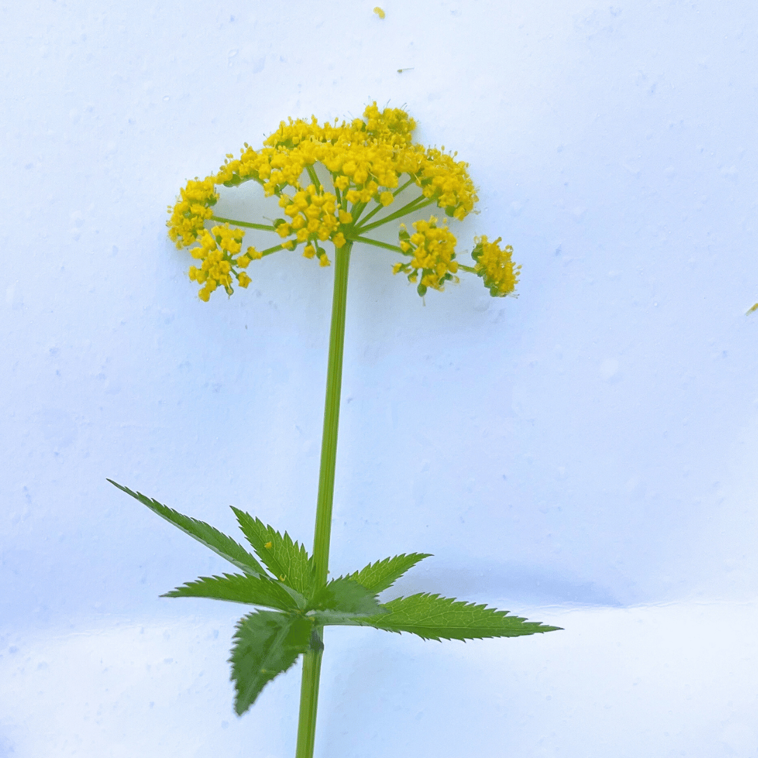 Golden Alexanders - PollinateHV Local Ecotype