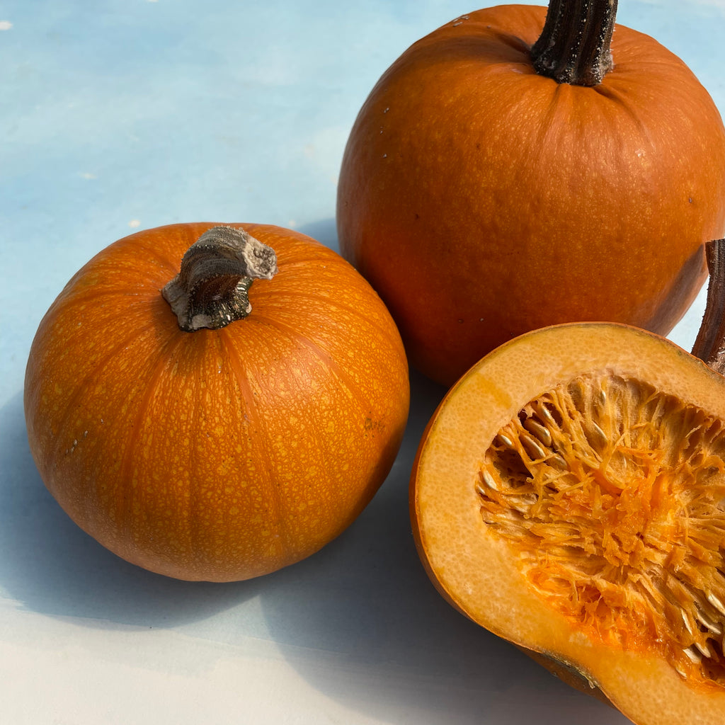 Squash Seed. Pumpkin. Organic New England Pie. Pkt. - Wood Prairie Family  Farm