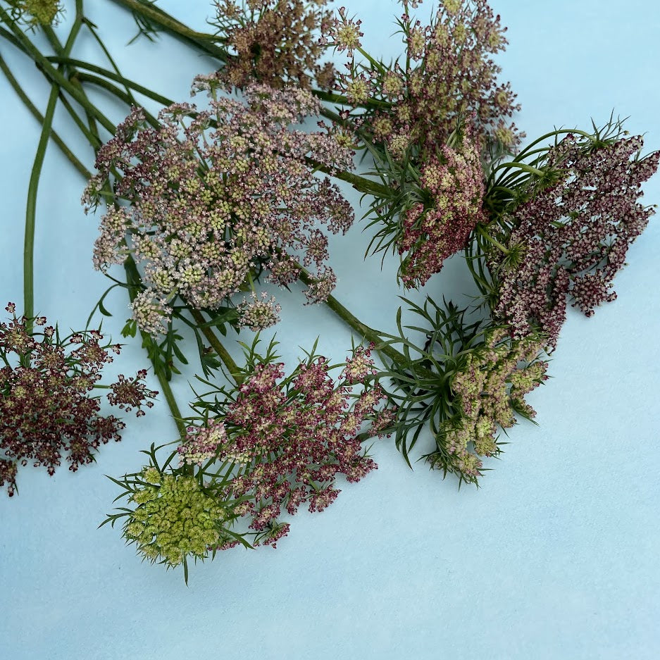 lace flower seeds Dara Daucus Organic seeds 225 seeds / Organic