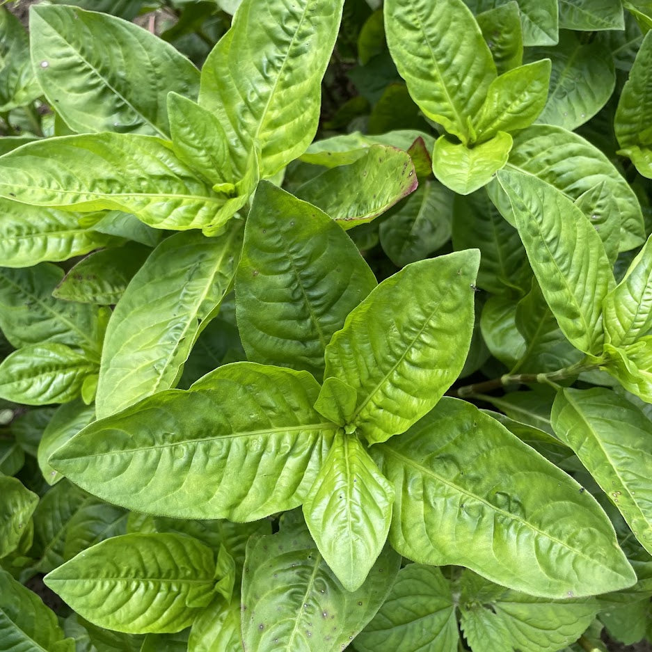 dye plant seeds for sale Japanese Indigo Organic Seeds 75 Seeds / Organic