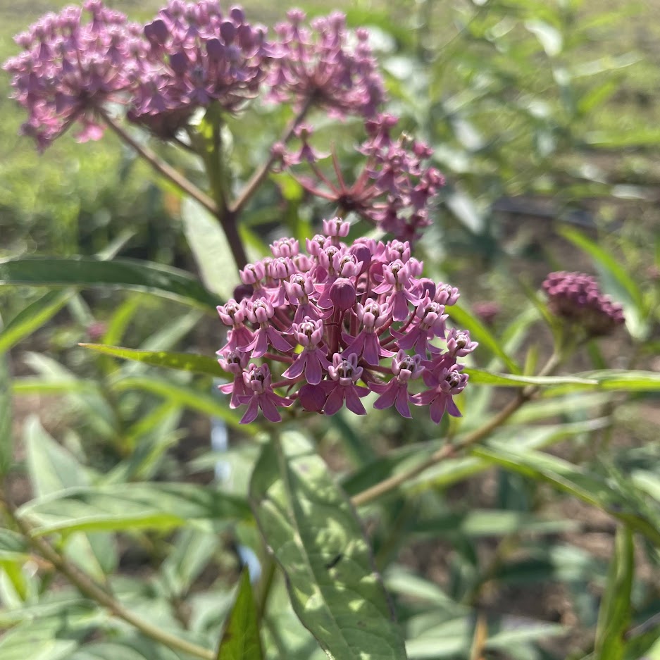 planting swamp milkweed seeds Swamp Milkweed Seeds 450 Seeds