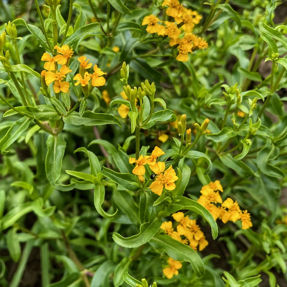 mexican marigold seeds Mexican Mint Marigold Organic Seeds 200 Seeds / Organic