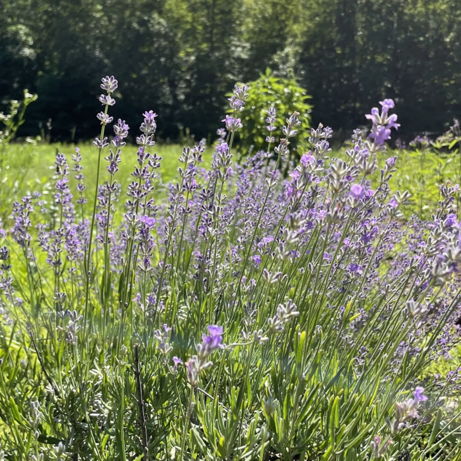 munstead lavender plant care Munstead Lavender
