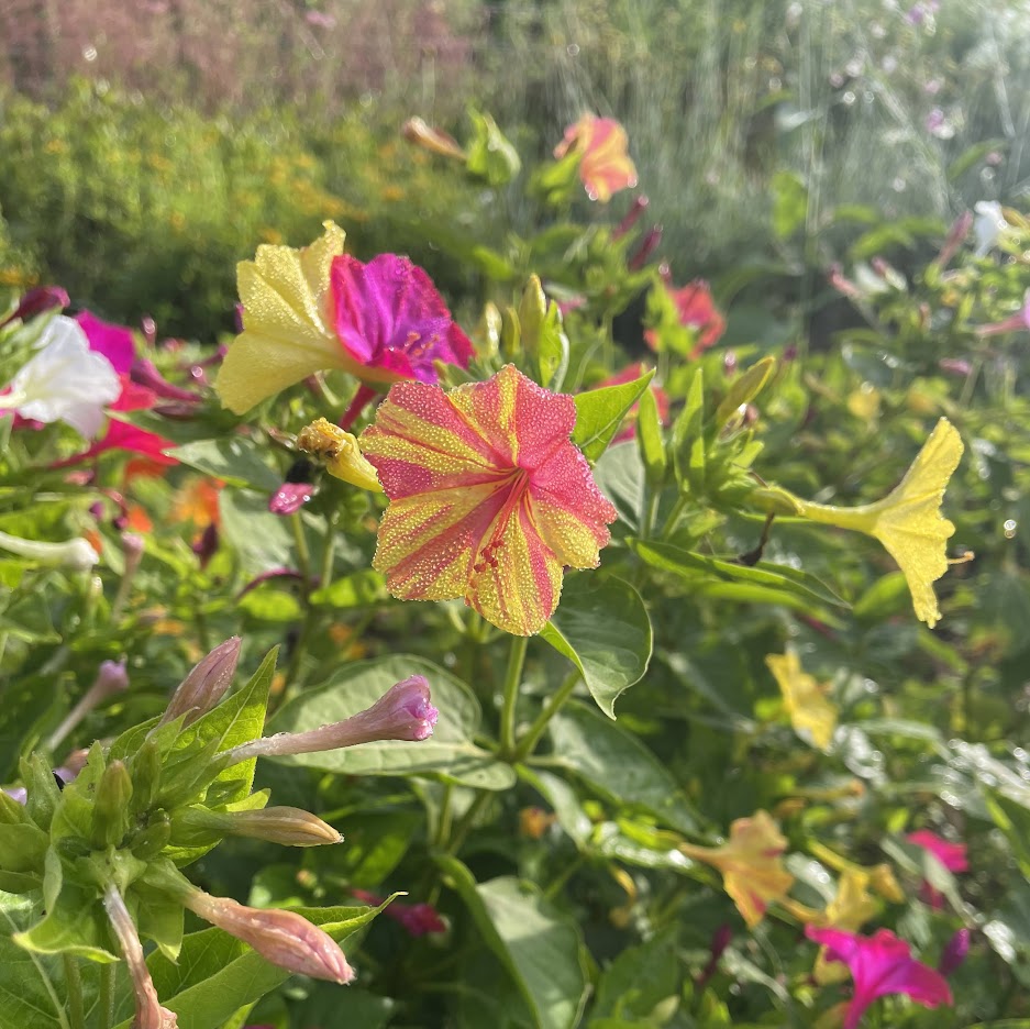 four o'clock plant seeds Broken Colors Four O' Clocks