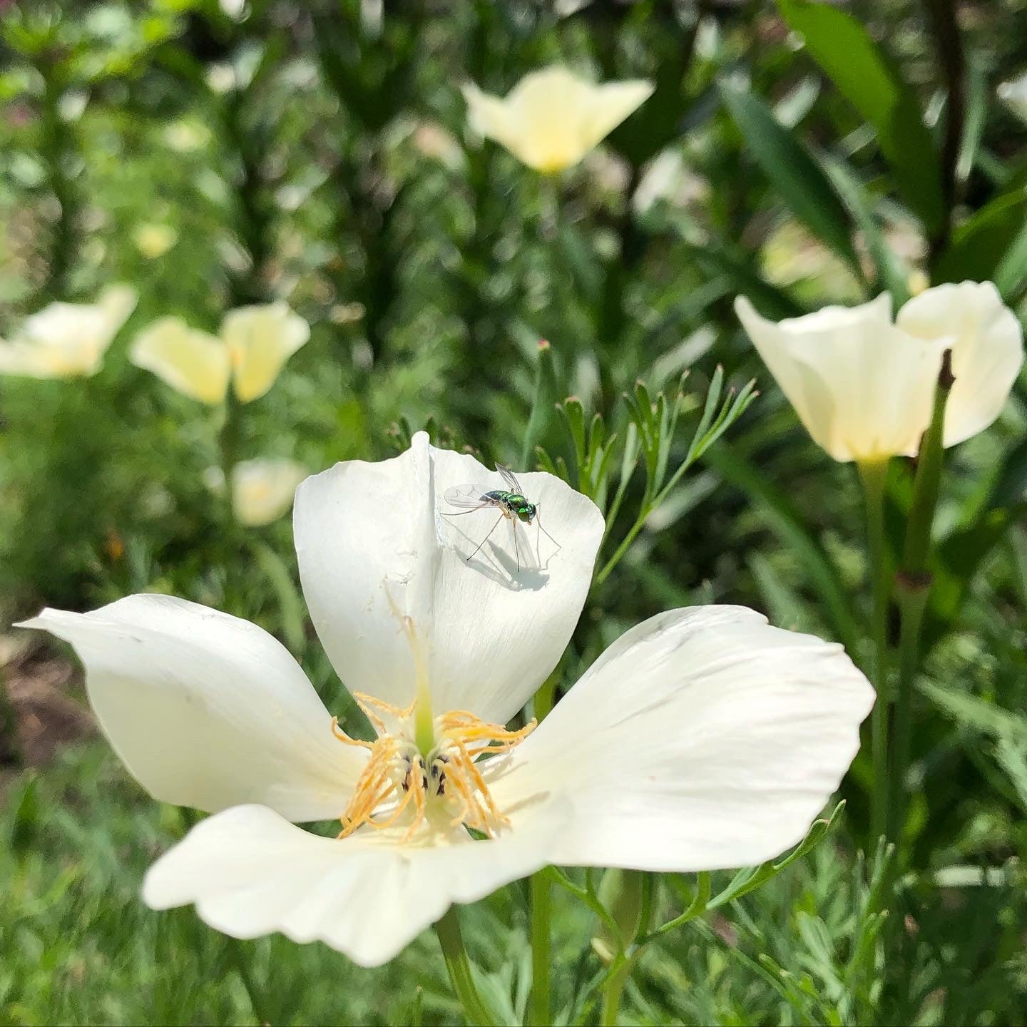 white poppy seeds for planting White Linen California Poppy Seeds 1800 Seeds
